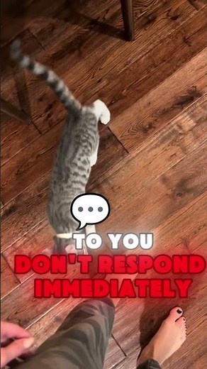 HOW TO MAKE YOUR CAT CLINGY