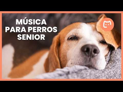 Música relajante para perros mayores 🐶💤 Para descansar, dormir y estar tranquilos