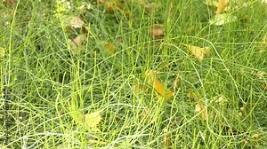 Ephedra distachya (somlatha) is shrub in family Ephedraceae that stands about 25 cm to 50 cm high. Shrub grows in many parts of world, including southern and central Europe and Asia.