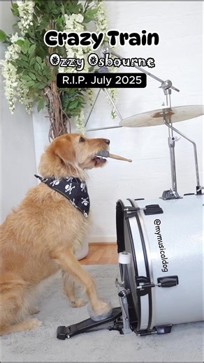 Dog Playing Drums: A Tribute to Ozzy Osbourne