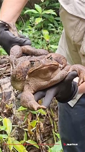 Kodok Terbesar di Dunia!