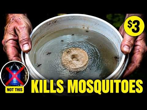 Stop Buying Bug Zappers — The $3 Bucket That Actually Cuts Mosquitoes (No Spray)