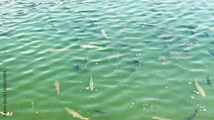 fish in the polluted water, dirty water in a pond with fishes