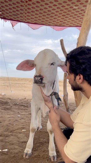 Cow Kid With Beauty 🤍 | Cow Mandi 2026 #shorts