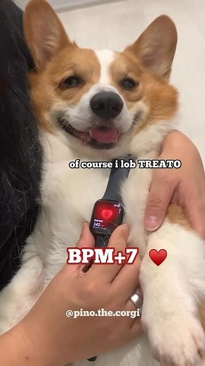 Hmm did i do the maths wrong? And what else would you recommend to ask Pino for dis test? . Share dis with your friend who love banana and snacks! Happy Friyay! . #banana #funnydogs #fblifestyle #barkedgooddog #applewatch #heartrate #playharder #funnydogs #cutedogs #mydoggie #corgipuppy #corgilove #woof #コーギー #코기 #愛犬 #corgicommunity #barked #seattledogs #meme #corgicommunity #eveningvibes | Pino.the.corgi