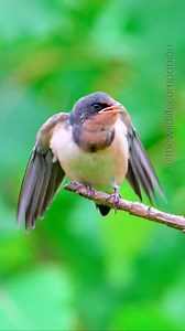 A young barn swallow patiently awaits its next meal. Even after they’ve learned to fly, barn swallow parents remain devoted to their offspring, nourishing and shielding them from predators. After leaving the nest, young barn swallows frequently flock together with other juveniles in groups known as “creches.” These gatherings offer both companionship and safety as the fledglings hone their flying abilities. #swallows #barnswallow #swallowofinstagram #protectbirds #protecthabitats | thewildlifeco