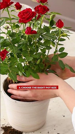 7 Tips For Growing Roses In Hanging Baskets