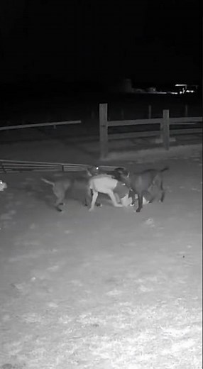Humanoid Creature Climbs Farm Fence—Guard Dogs Attack | Night CCTV