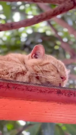 Do you know someone who is a bit afraid of cats. Someone who fears cats, has had traumas from cats, or who simply doesn’t like cats?… Send/share this video and maybe, just MAYBE it’ll change their minds. #catlover #catsofinstagram #lanaicatsanctuary #lanailittlelions #hawaiicats | Lanai Cat Sanctuary
