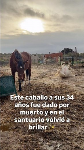 Este caballo a sus 34 años fue dado por muerto hasta que volvió a brillar ✨ en el santuario
