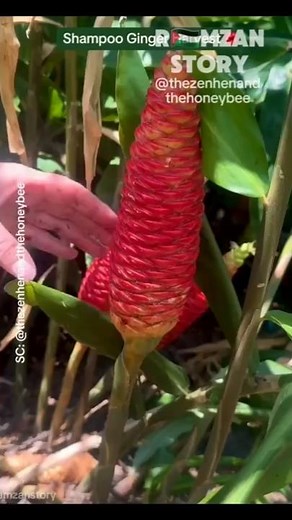 Awapuhi: The Secret to Thick Hair and Moist Skin❗️