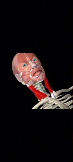 conoce sobre el esternocleidomastoideo