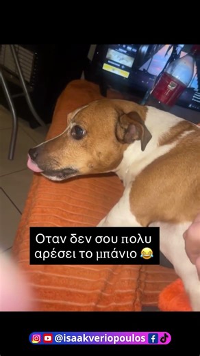 Μην λέτε τη λέξη μπάνιο σε αυτόν τον σκύλο #shorts #animals #funny #humour #voiceover #dog #pets