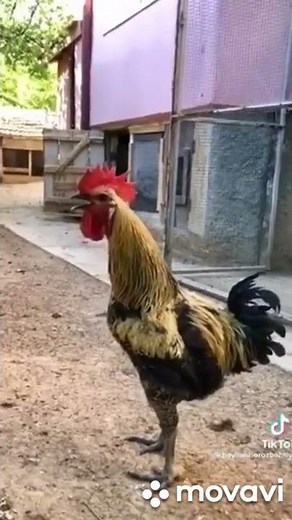 Typisch 🐓 Männer