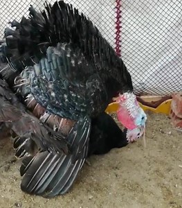 Turkey bird are doing well to reach amazing moment. #animal #dog #pet #wild #viral #Romantic #cutemonkey #goat #cuteanimal #pig #cat | Dark life