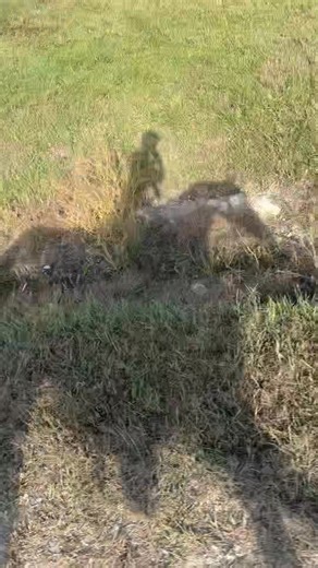 Sam and Max, cantering along the dam. | Sarah Sanders