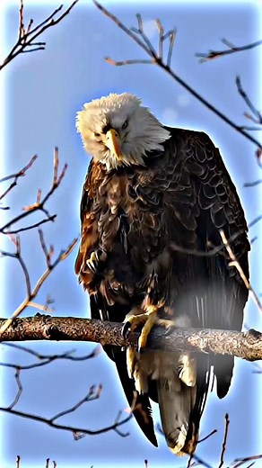 🦅👑🦅 ......#eagulking #satus #dilogreels #trendingreels #viral #reelsinstagram #reelsviral #reelkarofeelkaro #reef2reef #reelsvideo #reels | m.s_saiyad_313