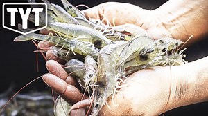 46K views · 359 reactions | Shrimp in the UK are not passing their drug tests. | The Young Turks | Facebook