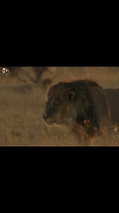Summer Cubs - [ हिन्दी डाक्यूमेंट्री ] Part 1 , #nature #animals #discovery #wildworlddocumentary Welcome spring as a lion and cheetah baby boom puts the clans on guard. | Wild World