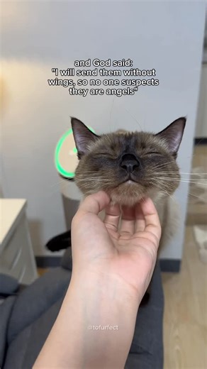 TOFU on Instagram: "the sweetest angels 🥹 #catsofinstagram #siamese #catlife #catlover #cutecat"