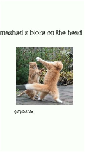 I accidentally clapped my homie 🤨😂 #cat #funny #memes