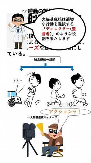 大脳基底核について #理学療法士国家試験 #作業療法士国家試験 #解剖学 #生理学