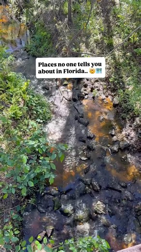 Florida Travel Guide on Instagram: "Did you know Florida has natural Class II rapids? 🤯🌊🛶 Hillsborough River State Park is one of the only spots in the entire state where you can see natural Class II rapids. Located just about 30 minutes from Tampa and under 2 hours from Orlando, this is the perfect day trip or nature escape from the busy city! 😌 You’ll find a suspension bridge, shaded hiking trails, playgrounds, canoe and kayak rentals, and incredible wildlife here! Share with someone you w