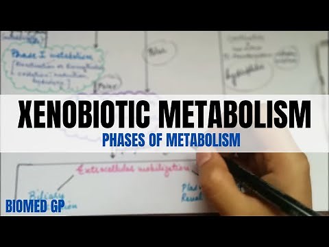 Xenobiotic Metabolism | BioMed GP |