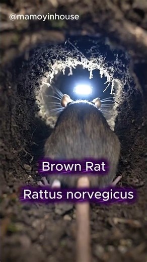 We Put a Camera on a Rat… This Is What It Found Underground #shorts