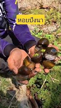 Raising freshwater snails in plastic ponds.