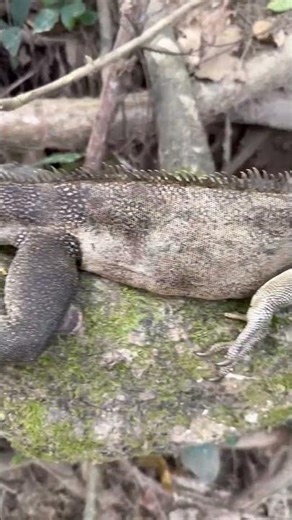 small🫣 crocodile or snake video. #shorts #trending #ytshorts #comedy #funny