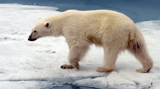 Why are so many species going extinct?