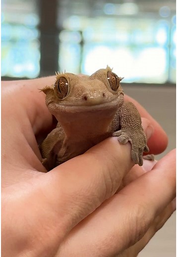 Spring Refresh for Your Crested Gecko Habitat