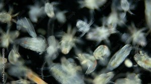 Zooplankton and plankton of White Sea under a microscope. Various types of Copepoda and their larvae. Stock Video