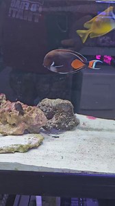 1.4K views · 36 reactions | The Corner Reef on Reels | Facebook