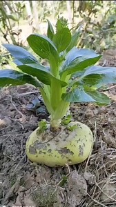 178K views · 695 reactions | Farmers Bud grafting technology #budgrafting #plants #growth #gardeningtips #graftingtechniques #plantgrowth #fruitlover #naturelovers #plantlife #plantsmakepeoplehappy #plantbased #fyp #vegetable #reels | Plants Grafting | Facebook