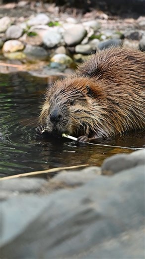 It's Opening Day at Maine Wildlife Park! Let the fun begin! ✅ Check seeing a moose off your bucket list 🐻 View and learn about over 30 species of Maine wildlife 🌲 Visit the Warden Museum 🌼 Spend time outdoors and enjoy the gardens 🍎 Have a family picnic 🐟 Take a walk down to explore the Dry Mills Fish Hatchery 😎 Stop by the Nature Store for some Park swag 📸 Get a group photo at the giant MDIFW logo to remember your adventure There's a lot to see and do! Plan your visit at mainewildlifepar