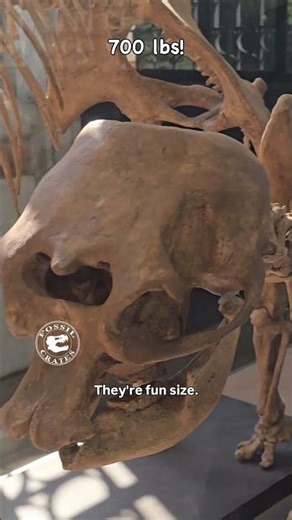 Palaeoloxodon/Elephas falconeri: The Fun-sized Elephants That Are Fully Adult