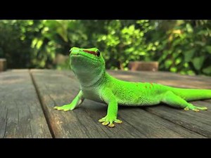 Madagascar giant day gecko hunts and eats house cricket.