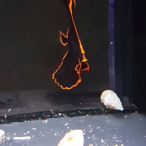 2.3M views · 10K shares | This fire fish is lit  | LADbible | Facebook