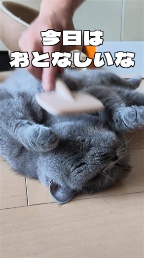 ブラッシング中の猫が急変しました😂【ブリティッシュショートヘア】