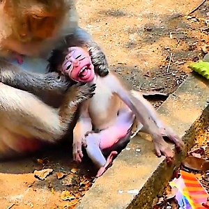 Millions breaking heart seeing poor baby monkey crying very hurt got mistreated by bad mom | Monkey BiBi