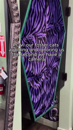 1.5K views | Our foster cats might not make the best models, but they do make the sweetest companions! If you’re interested in adopting a furry friend, head to the @kittenrescuela website!  #monsteragogo #eastla #adoptdontshop #kittenrescuela #catsofinstagram #spookykitties #gothpets #creepycute #rescuekittens #fostercat | Monster-a-gogo | Facebook