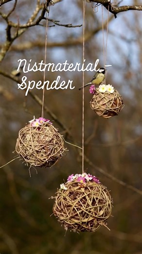 Auch dieses Jahr haben wir wieder Nistmaterialspender aufgehängt! Ein sicherer Nistplatz ist nämlich nicht alles. Vögel brauchen auch ausreichend Nistmaterial wie Pflanzenfasern, Halme, Blätter, Moos, Federn und Wolle, um ihre Nester gemütlich und sicher zu gestalten. Gerade in aufgeräumten Gärten ist das oft Mangelware. ➡️ Was Vögel lieben: • Trockene Pflanzenteile (Zweige, Wurzeln, Halme, Blätter, Moos) • Weiches Material (Wolle, Federn) • Pflanzenwolle (z.B. von Disteln, Schilf oder Waldrebe)