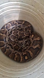 62K views · 1.3K reactions | പ്രകൃതി അവർക്ക് കൂടി അവകാശപ്പെട്ടതാണ്...輸輸 അവരവിടെ സ്വസ്ഥമായി ജീവിക്കട്ടെ...... ❤️❤️❤️ #release #python #forest #wildlife | Roshni GS | Facebook