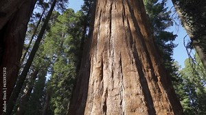 The General Sherman Colossal Giant Tree (Sequoiadendron giganteum) Largest Known Living Stem Tree on Earth in Sequoia National Park California USA