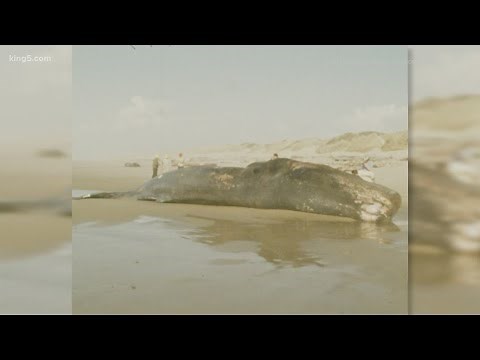 'A whale of a problem': 50 years later, story of Oregon's exploding whale lives on