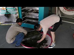 Intelligent Automatic Black Tea Fermentation Process Machine Black Tea Fermentation Cabinet