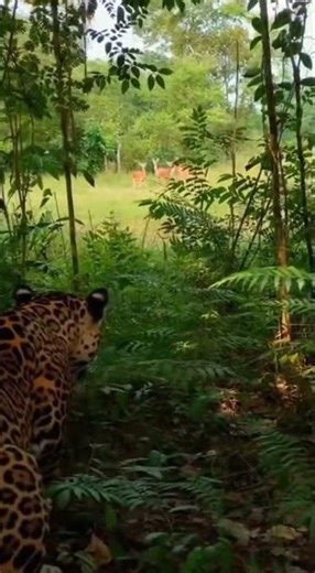 Stealthy Jaguar Hunt Captured in One Take #Jaguar #shorts