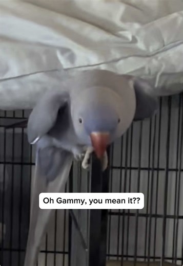 Hammy and Gammy: A Fun Interaction